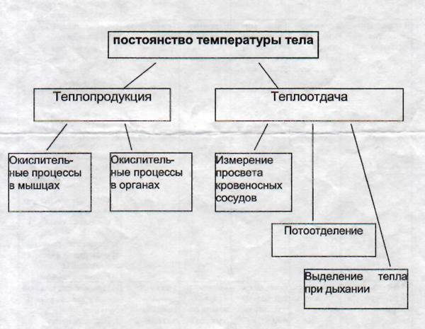 Схема терморегуляции человека