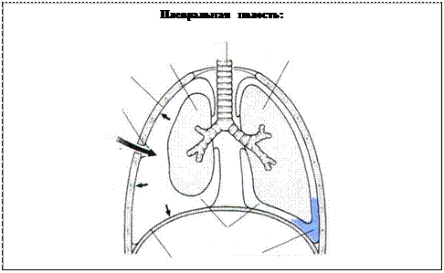 Правая плевральная полость. Отрицательное давление в плевральной полости. Отрицательное давление в легких. Отрицательное давление в плевральной полости плода. Роль отрицательного давления в плевральной полости.