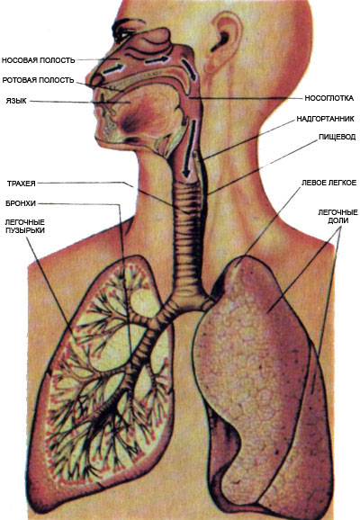 Реферат: Дыхательная системы