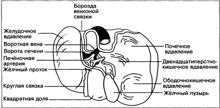 Синтопия печени рисунок