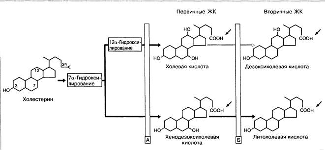 Схема синтеза желчных кислот биохимия