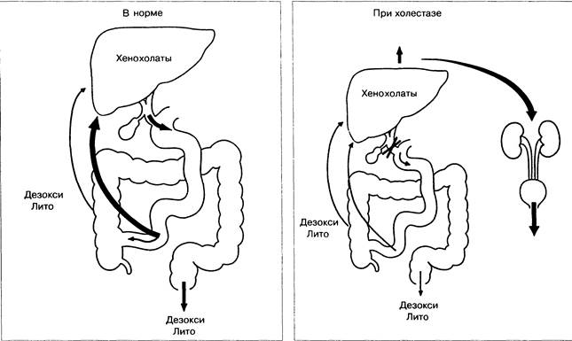 Энтерогепатическая циркуляция желчных кислот схема