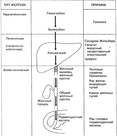 Классификационная схема патогенетических типов желтух по а ф блюгер