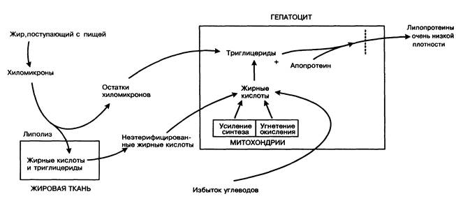Блок схема дистрофия бжу