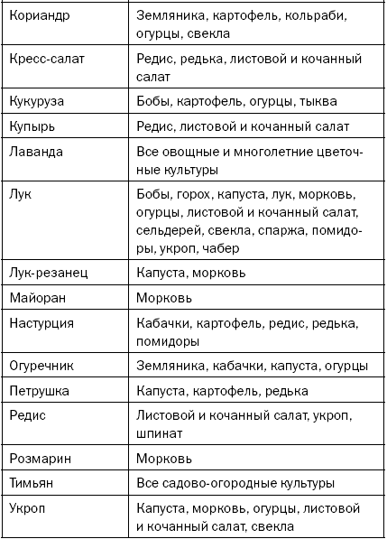 Морковь совместные посадки схема