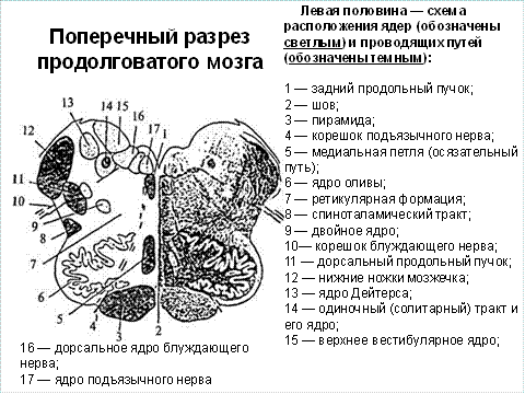 Какой цифрой на рисунке обозначен продолговатый мозг