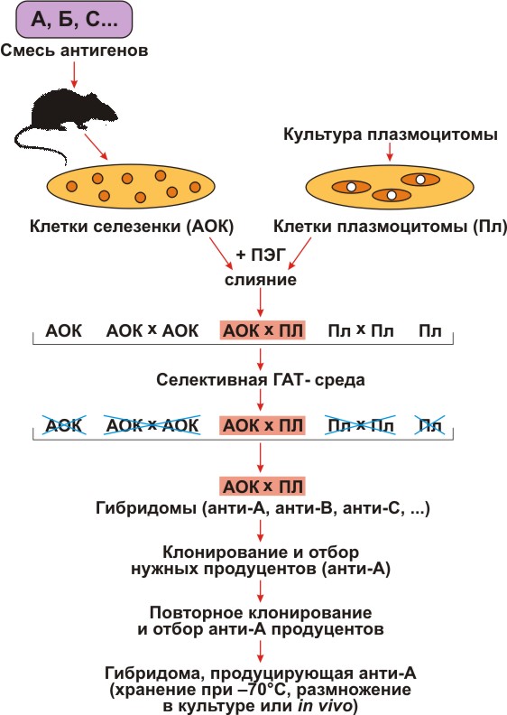 Схема получения моноклональных антител
