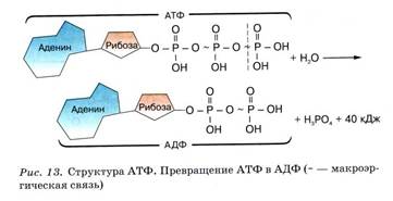 Колоть атф