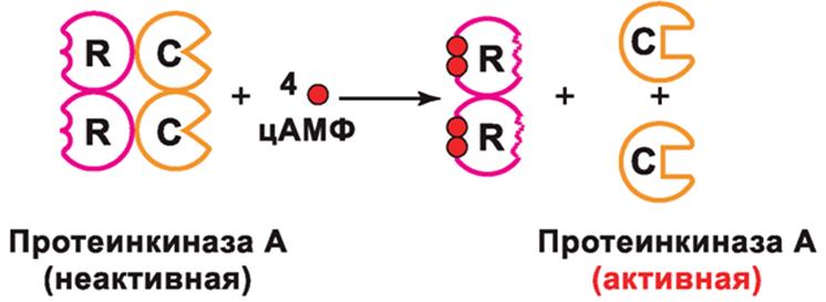 Протеинкиназа а. Строение протеинкиназы. Активация протеинкиназы а. Протеинкиназа а строение. Механизм активации протеинкиназы а.