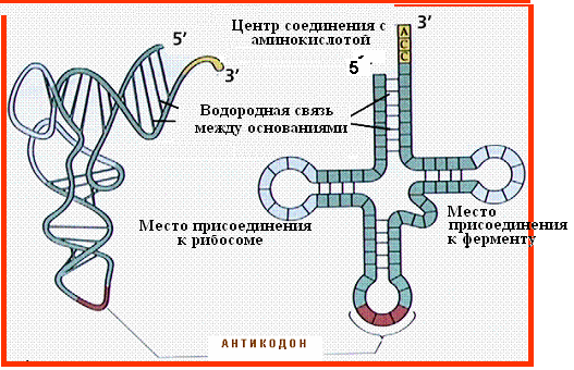 Соединение трнк с аминокислотой