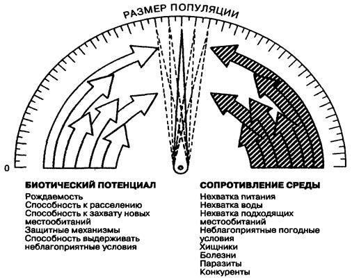 Биотический потенциал