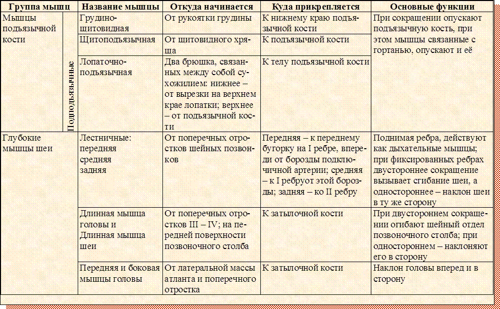 Назовите функции мышц