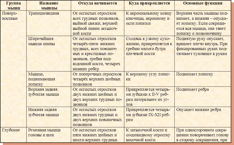 Начало прикрепление функции мышц. Поверхностные мышцы спины таблица. Мышцы туловища сзади функции кратко. Характеристика мышцы туловища сзади. Мышцы туловища сзади таблица.