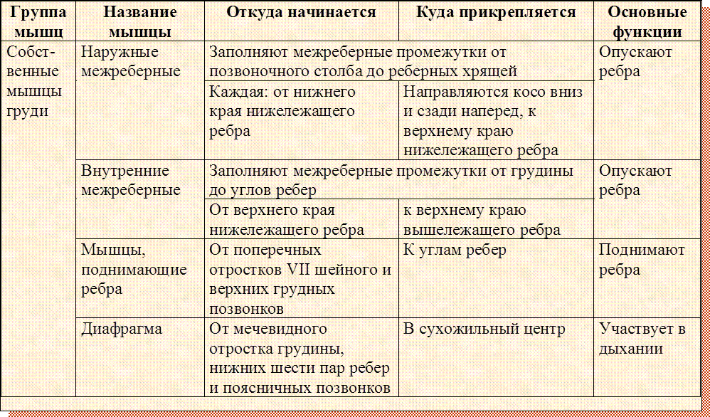 Дыхание таблица 8 класс биология. Дыхательные мышцы таблица. Мышцы выдоха основные и вспомогательные. Мышцы участвующие в дыхании таблица. Собственно дыхательные мышцы.