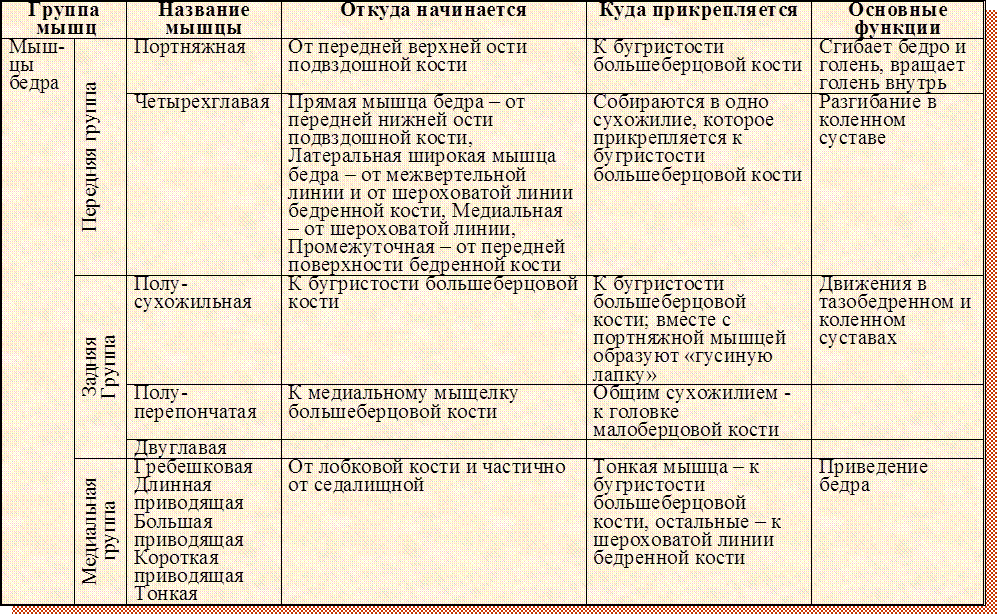 Начало прикрепление функции мышц