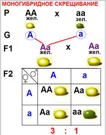 Составьте схему моногибридного скрещивания. Схема моногибридного скрещивания. Схема и таблица моногибридного скрещивания. Моногибридное скрещивание таблица. Генетическая схема моногибридного скрещивания.