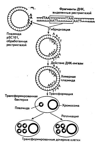 Метод рекомбинантных плазмид схема. Клонирование ДНК схема. Трансформация бактерий плазмида. Клонирование рекомбинантных плазмид. Встраивание гена инсулина в плазмиду