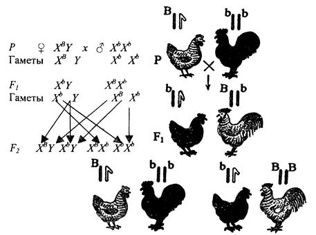 Гетерозиготную курицу с гребнем и голыми. Сцепленные с полом наследование кур. Сцепленное с полом признаки наследование у курицы. Наследование окраски у кур. Схема скрещивания кур.