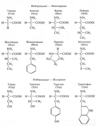 Гли ала гли ала гли сер. 20 Аминокислот формулы. Строение 20 аминокислот. Аланин серин тирозин. Гли ала вал.