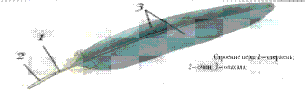 Перо птицы строение. Строение контурного пера. Строение контурного пера вороны. Нижняя часть стержня пера птицы.