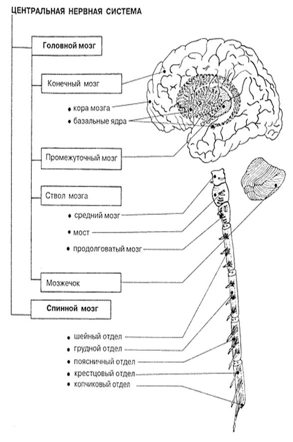 Правильная последовательность расположения отделов ствола головного мозга. Строение ЦНС человека схема. Схема строения центральной нервной системы. Схема ЦНС центральной нервной системы. Центральная нервная система схема спинной мозг головной мозг.