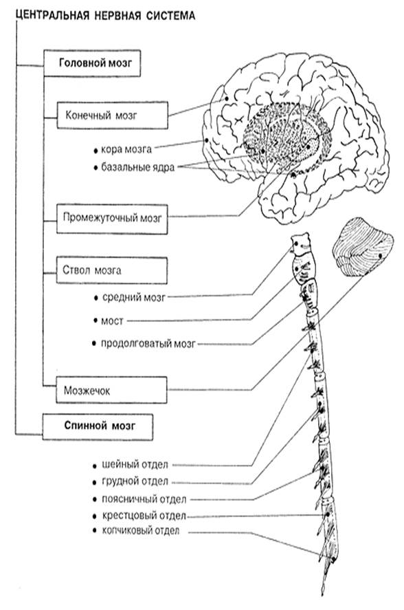 В состав центральной нервной системы входят