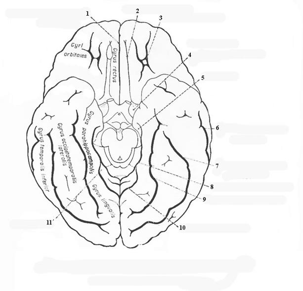 Поверхность головного мозга имеет. Борозды и извилины нижней поверхности полушария. Нижняя поверхность головного мозга борозды. Нижняя поверхность полушарий большого мозга борозды. Борозды и извилины нижней поверхности больших полушарий.