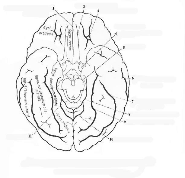 Складчатая поверхность головного мозга. Борозды и извилины нижней поверхности полушария. Нижняя поверхность головного мозга борозды. Нижняя поверхность полушарий большого мозга борозды. Борозды и извилины нижней поверхности больших полушарий.