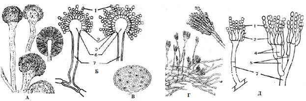Спороношение это. Конидиальное спороношение пеницилла. Конидии аспергилла. Мукор пеницилл аспергилл. Пенициллин гриб строение.