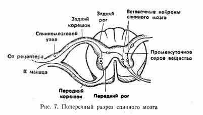 Рефлекторная дуга спинного мозга рисунок