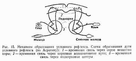 Схема замыкания условного рефлекса по павлову и асратяну отличия
