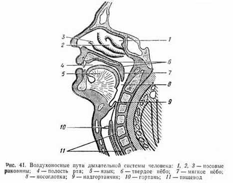 Схема воздухоносных путей человека