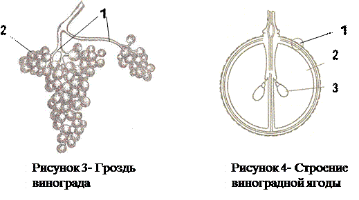 Строение виноградной грозди. Структура грозди винограда схема. Строение плода винограда. Строение соцветия винограда.