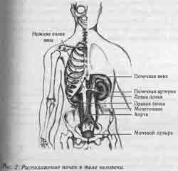 Где находятся почки и печень у человека. Анатомическое расположение почек. Расположение почек на скелете. Где находятся почки у человека фото со спины. Расположение почек и печени у человека со спины фото.