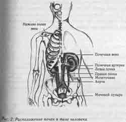 Где находятся почки и печень у человека