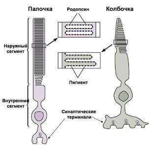 Сетчатка родопсин палочка. Строение глаза колбочки и палочки. Фоторецепторы палочки и колбочки. Фоторецепторы (колбочки и палочки) строение. Строение палочек и колбочек.