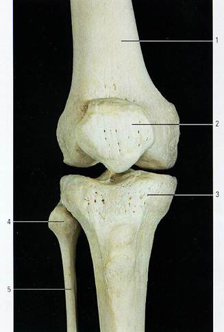 Мыщелок бедренной. Большеберцовая кость и коленный сустав. Берцовая кость в коленном суставе. Бедренная кость и надколенник. Анатомия коленного сустава кости.