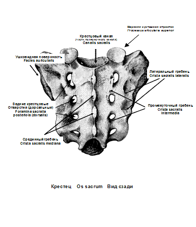 Секрет копчиковой железы