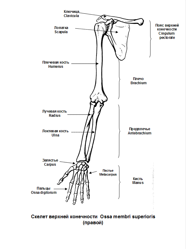 Костный скелет свободной верхней конечности. Строение скелета верхней конечности человека. Строение скелета верхней конечности (отделы и кости). Схема строения скелета верхней конечности. Скелет верхних конечностей скелет плечевого пояса