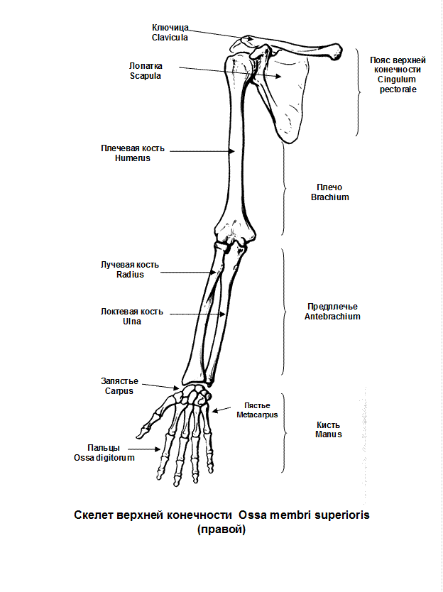 Строение конечностей рисунок. Строение пояса верхних конечностей. Скелет плечевого пояса и свободной верхней конечности. Строение скелета верхней конечности (отделы и кости). Костный скелет свободной верхней конечности.