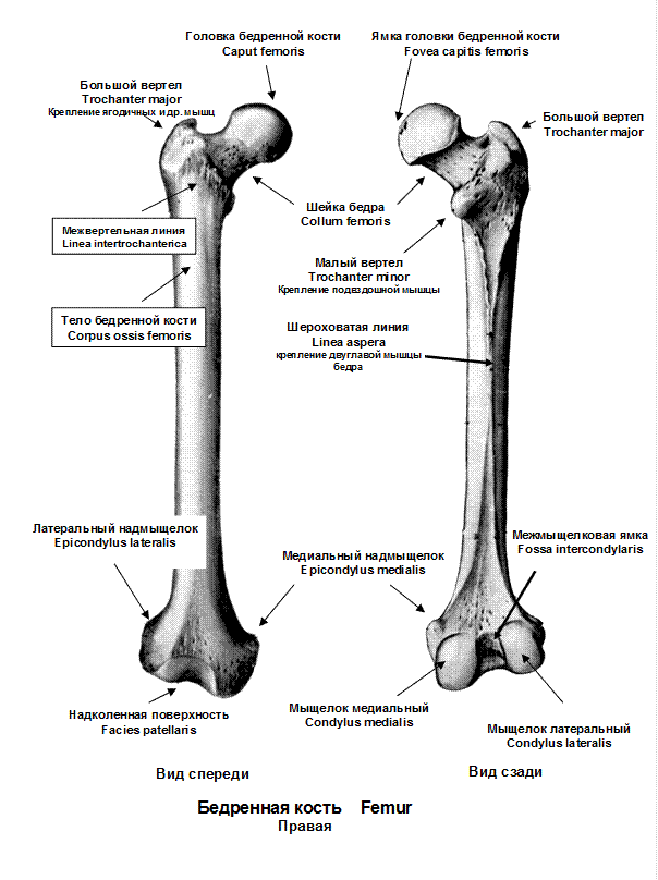 Мыщелок нижней. Строение бедренной кости анатомия на латыни. Бедренная кость анатомия строение.