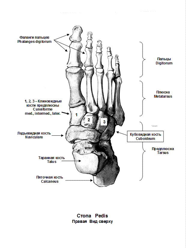 Фаланги стопы. Кости стопы строение анатомия на латыни. Кости нижней конечности анатомия на латыни. Строение стопы анатомия латынь. Кости нижних конечностей человека анатомия на латыни.