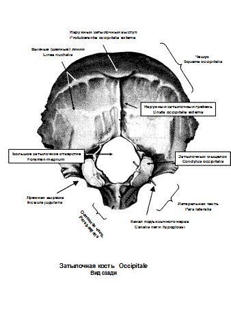 Мыщелки черепа. Гипоплазия мыщелка затылочной кости. Атланто затылочный сустав анатомия. Мыщелки затылочной кости. Строение затылочной кости.