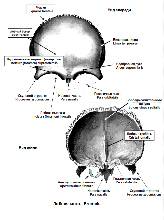 Лобная кость черепа анатомия. Лобная кость черепа анатомия человека. Наружная поверхность лобной кости латынь. Анатомические структуры лобной кости.