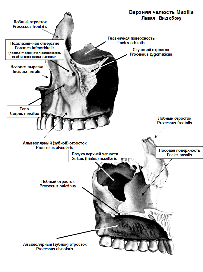 Клыковую ямку. Скуловой отросток верхней челюсти. Скуловой гребень верхней челюсти. Носовой отросток верхней челюсти анатомия. Левая верхняя челюсть анатомия.