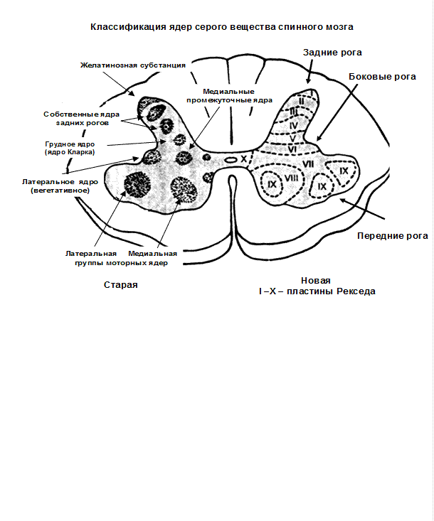 Центральное ядро спинного мозга. Ядра спинного мозга схема. Ядра серого вещества спинного мозга. Серое вещество спинного мозга схема. Ядра Рогов спинного мозга анатомия.