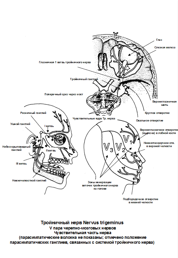 Глазничный нерв схема. Глазничная ветвь тройничного нерва схема. Верхнеглазничная ветвь тройничного нерва. Глазной нерв 1 ветвь тройничного нерва. Слезная железа нерв