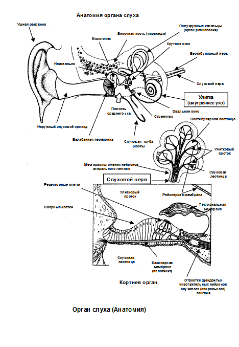 Орган слуха рыб внутреннее ухо. Слуховой нерв схема. Нерв слухового анализатора. Ушной нерв анатомия схема. Слуховые нервы схема.