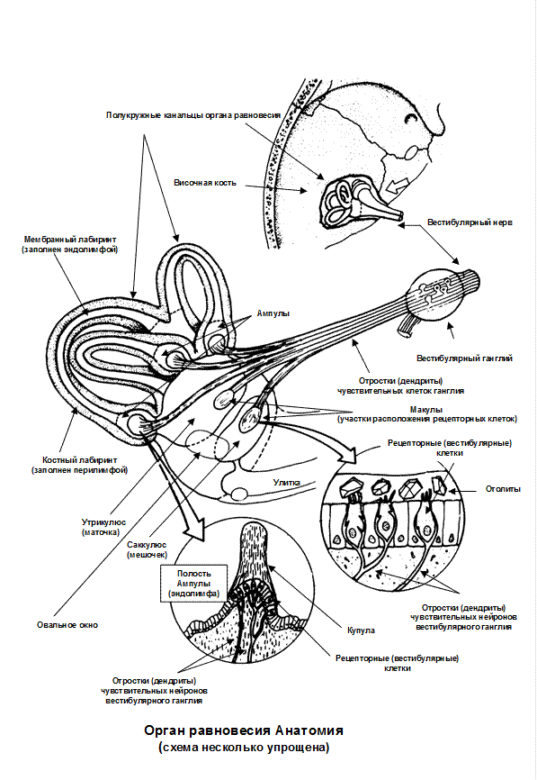 Вестибулярный аппарат мозг. Преддверно-улитковый нерв схема. Улитковый нерв схема. Преддверно улитковый нерв вестибулярная часть схема. Преддверно-улитковый нерв анатомия схема.