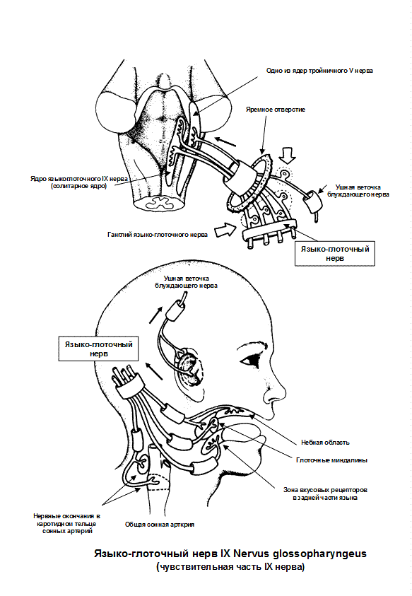 Лицевой языкоглоточный нерв. Схема языкоглоточного нерва анатомия. Глоточный рефлекс иннервация. 9 Пара черепных нервов схема. Ход языкоглоточного нерва схема.
